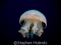 Jelly passing along at the start of a dive. by Stephen Holinski 